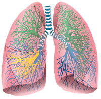 Relationship Between Periodontal Diseases and Respiratory Diseases